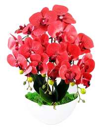 Trafiony Prezent Dla Babci W Jej Dniu Czerwona Orchidea Wysyłka