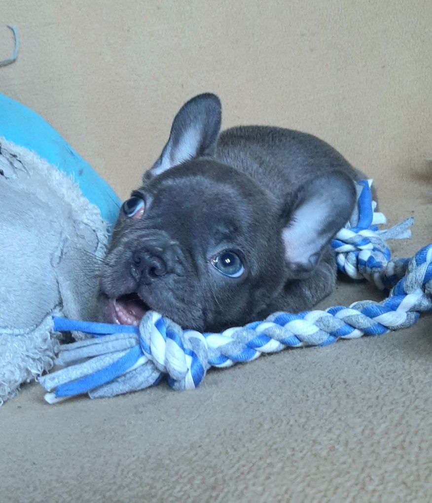 Buldog francuski dziewczynka
