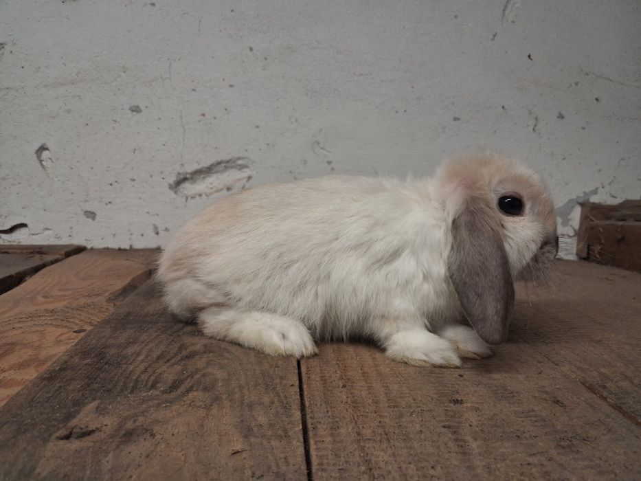 Baranek miniaturka niespokrewnionego para