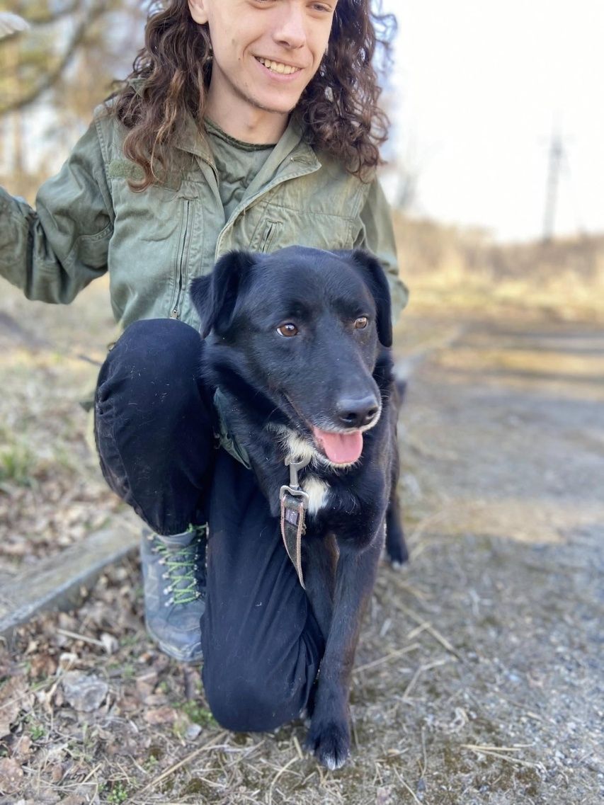 Piesek w typie labradora szuka domu