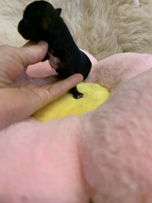 York  czarny samiec piesek