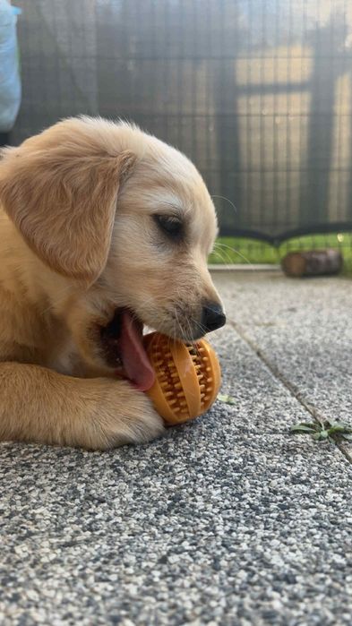 Goldenka-hodowla domowa-sunia