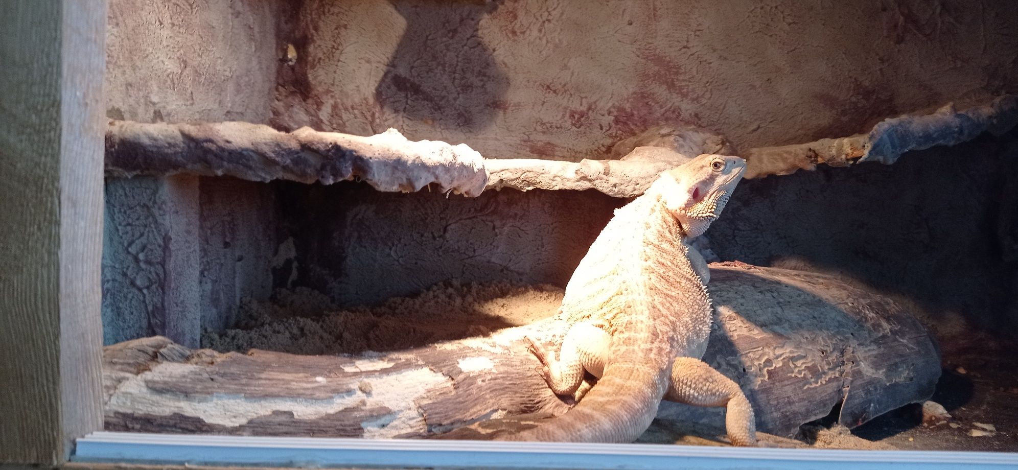 Sprzedam Agama brodata