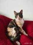 Koteczka do adopcji