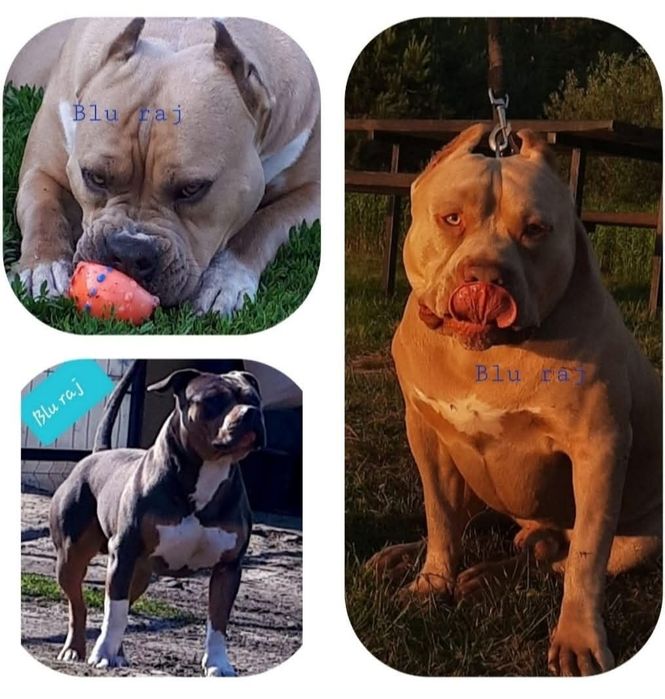 Amstaff bardzo  mocny ,przebadany jedyny taki !