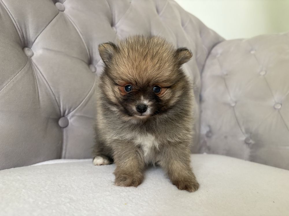 Pomeranian Szpic Miniaturowy
