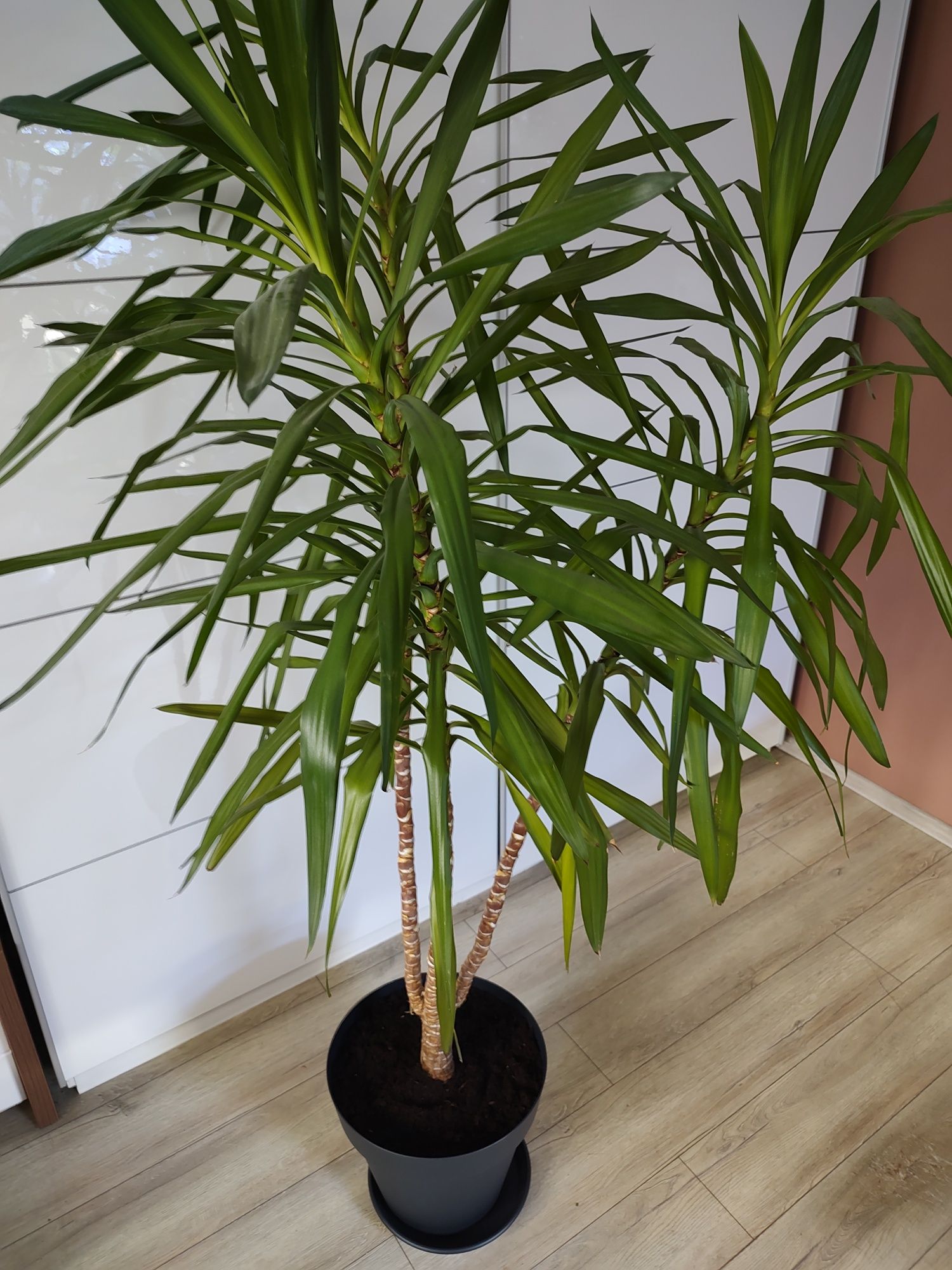 Juka Yuka Yuca Yucca domowa