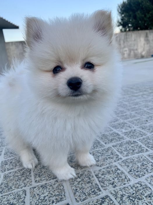 spitz anao branco perola