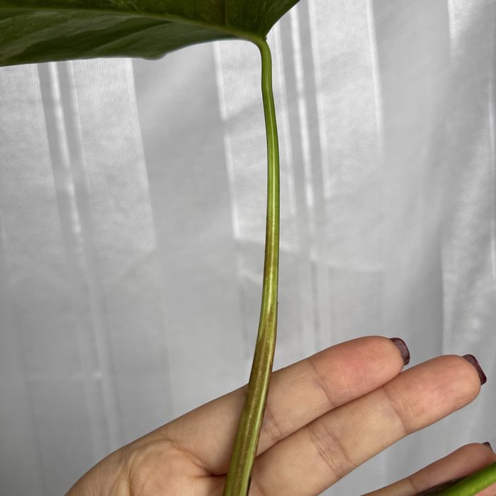 Monster albo variegata top