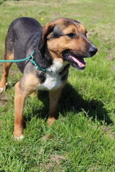 088256 Glen do adopcji