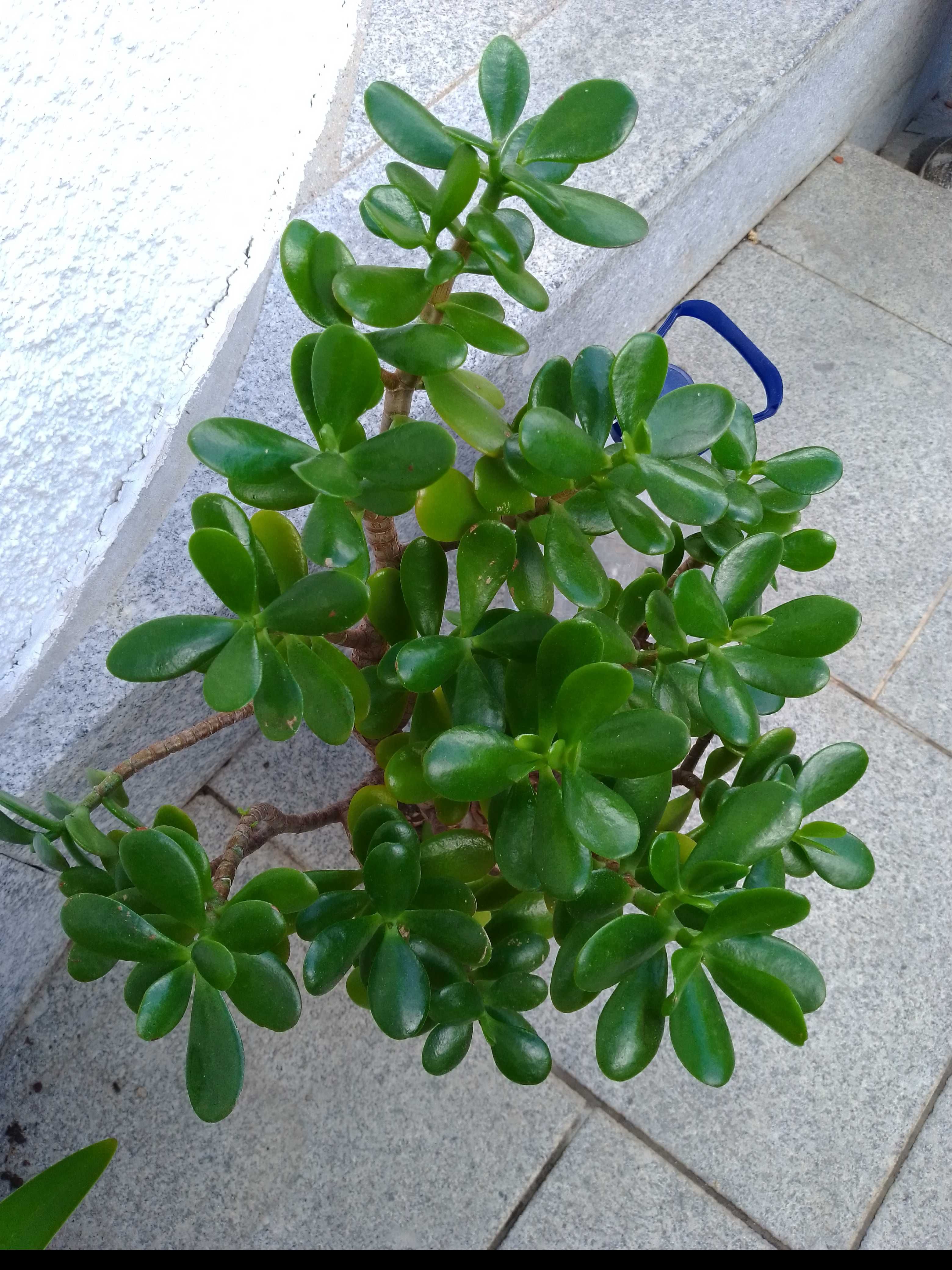 Jade / Crassula com mais de 6 anos