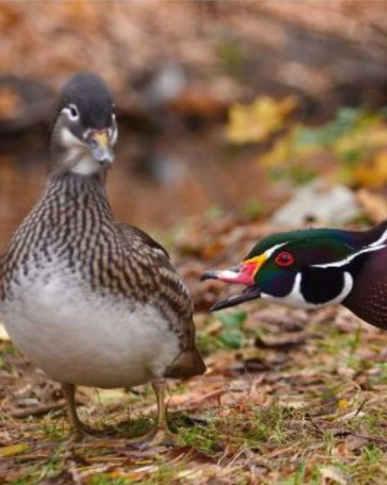 Jajka legowe kaczki Karolinki 2 sztuk