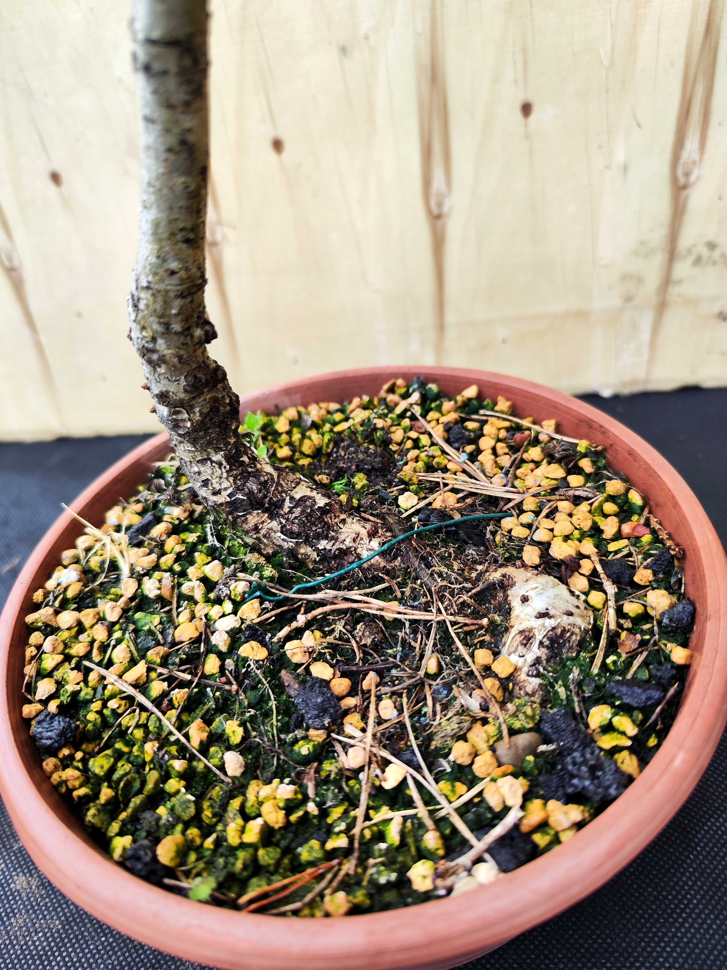 Pre Bonsai dąb szypułkowy