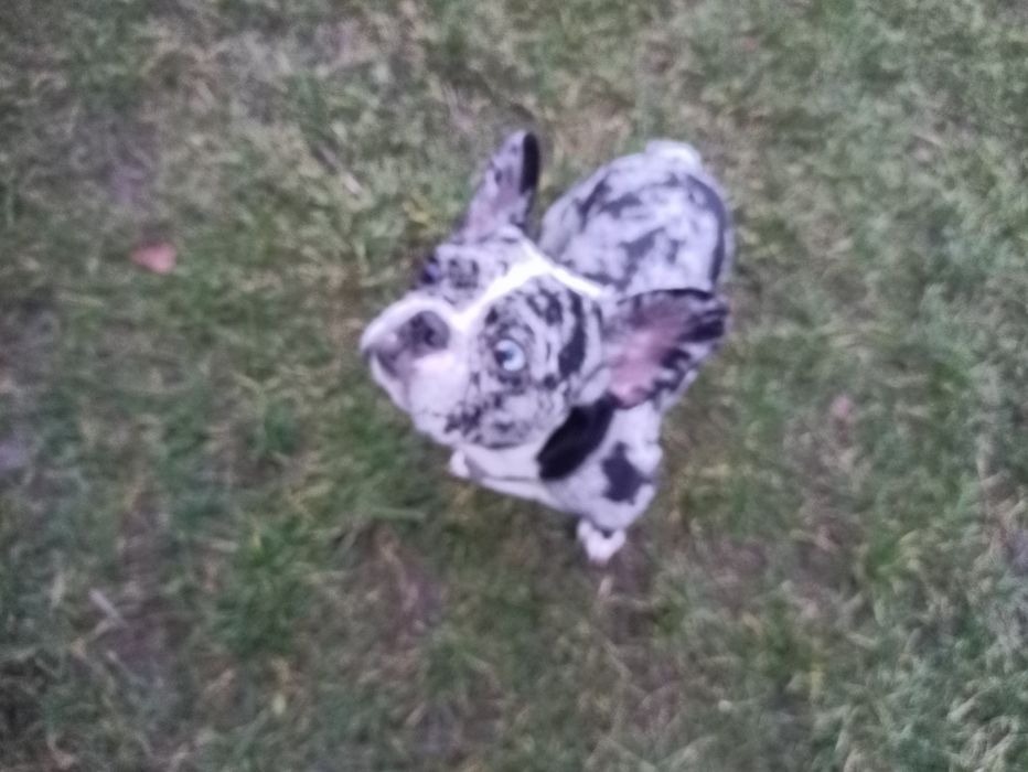 Французький бульдог дівчинка спокійна