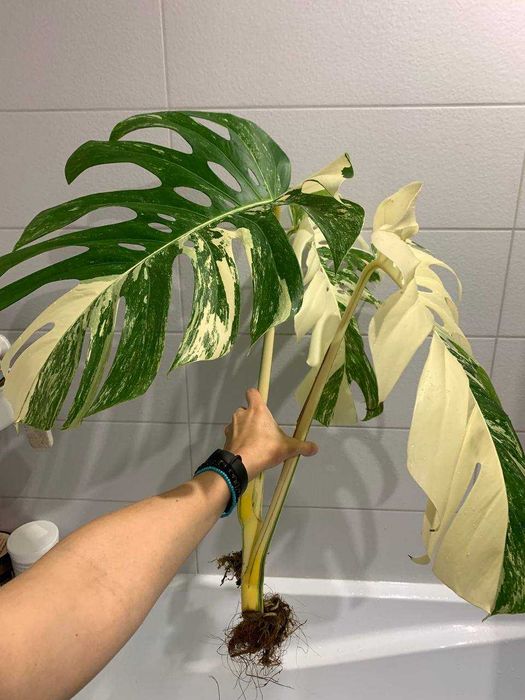 Монстера Альба поділки