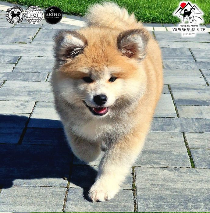 Akita Inu (japońska), ZKwP / FCI & AKIHO - czerwona suczka LC