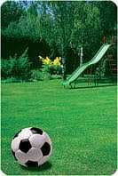 Семена Газонной Травы Спортивная