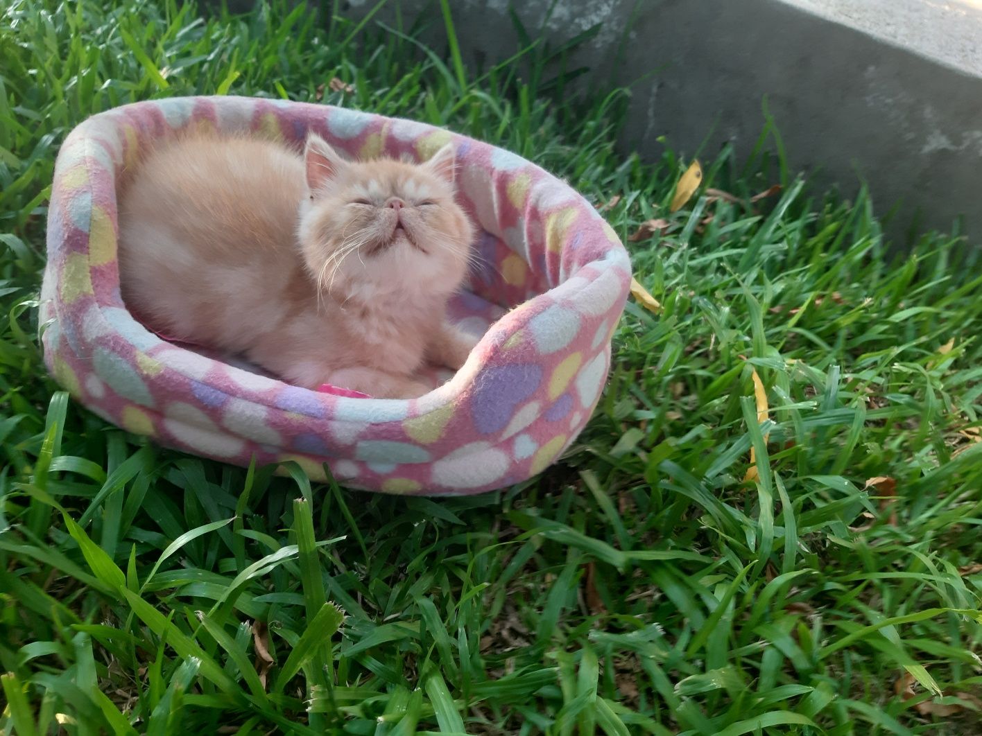 Gato persa red tabby