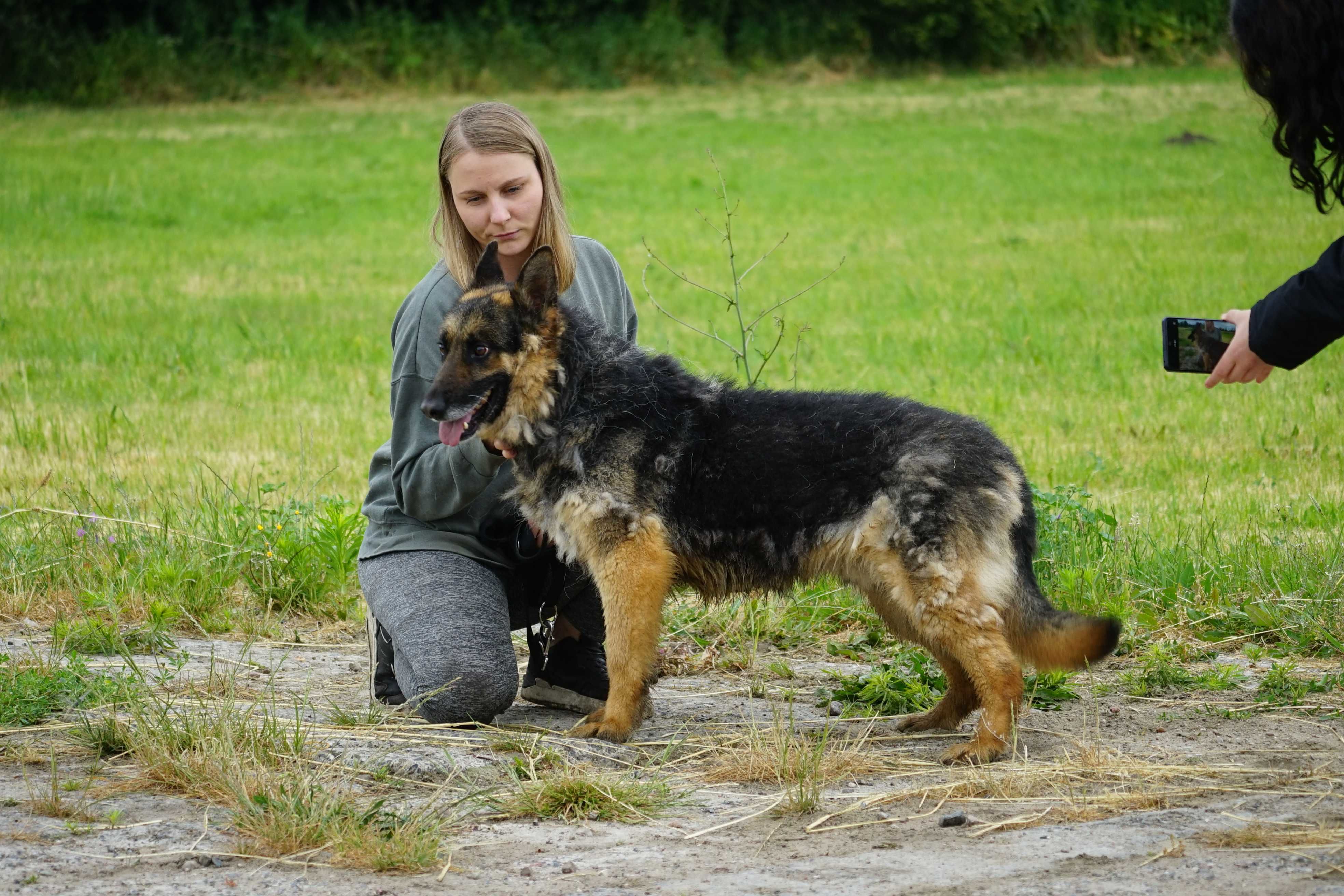 Bosik - psi senior w typie owczarek niemiecki