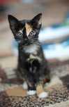 Cudnej urody, 2 miesięczna koteczka do adopcji!