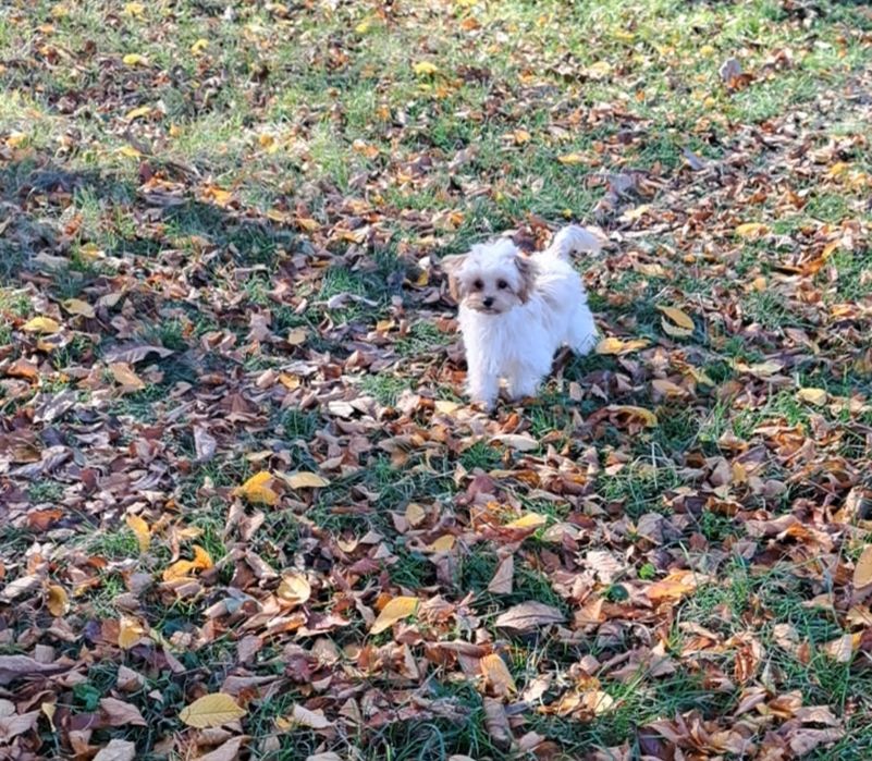 Мальтіпу дівчинка