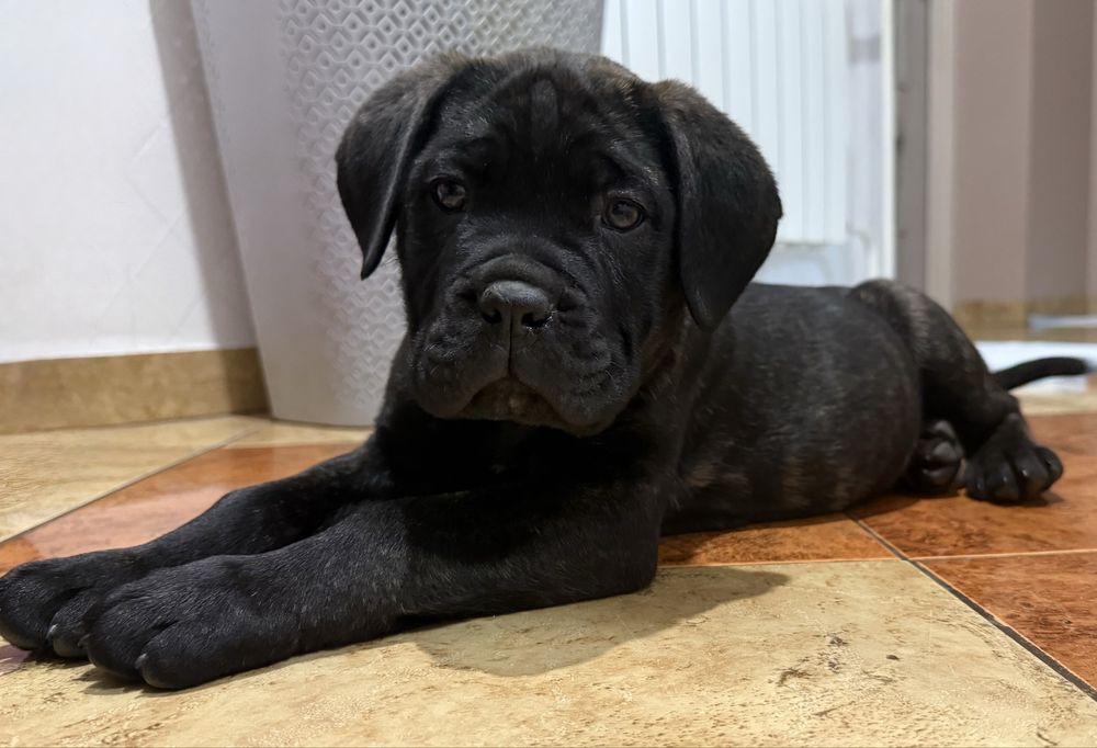 Cane corso samiec z rodowodem