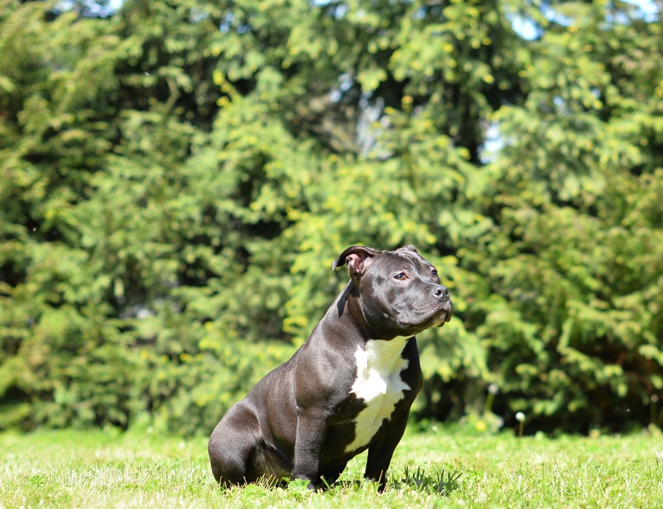 American bully suczka