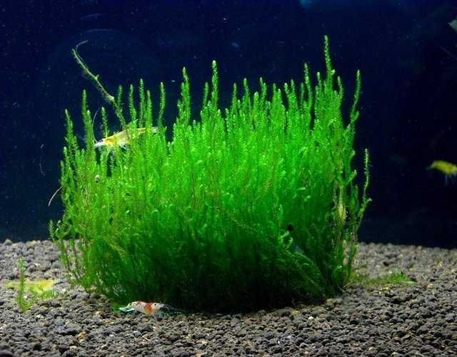 Mech Flame Moss Taxiphyllum sp. Tropica płonący Duże opakowanie WAW