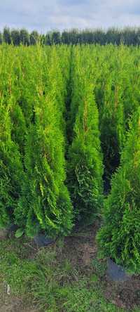 Tuja Smaragd 120 cm Promocja 80 tuje 100 thuja thuje szmaragd żywopłot