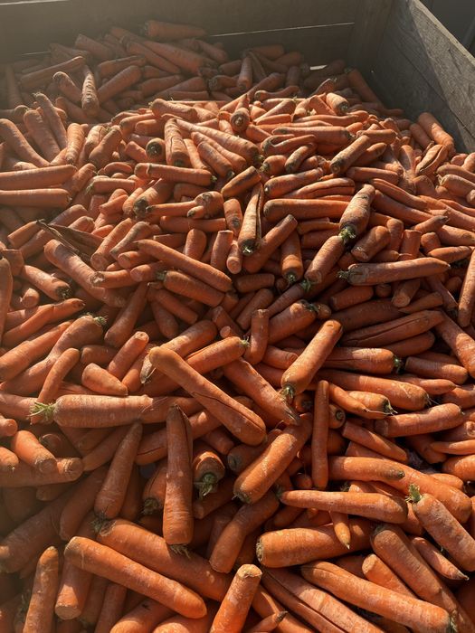 Marchew na pasze