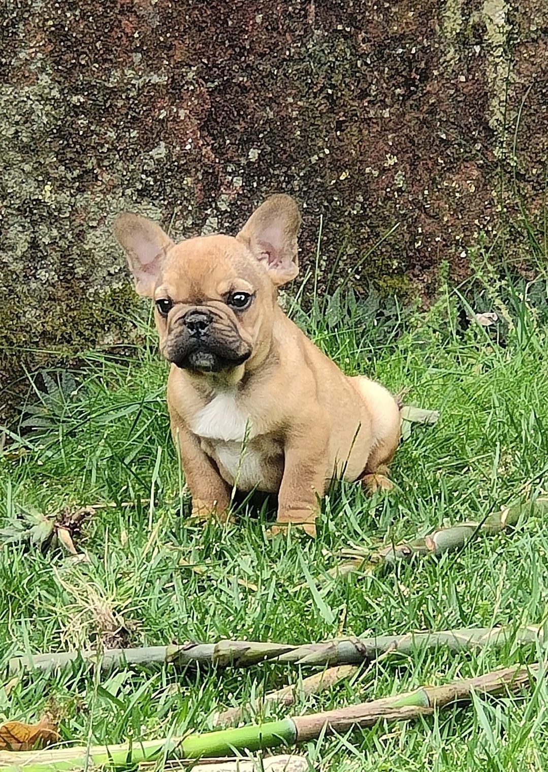 Bulldog Francês Red Fawn