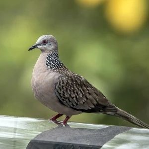 Várias rolas disponíveis..