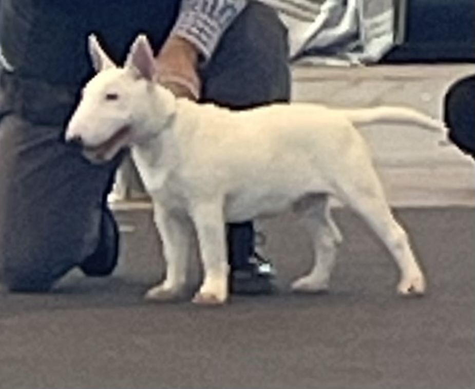 Bull Terrier Miniatura