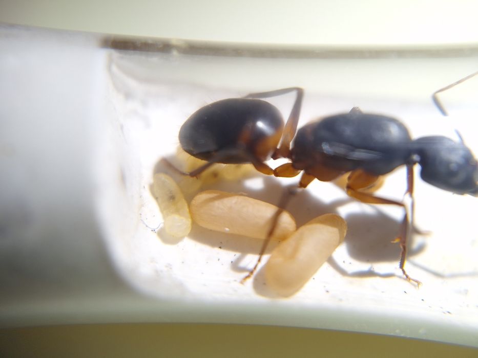 Camponotus fellah | Кампонотус феллах | муравьи | формикарий