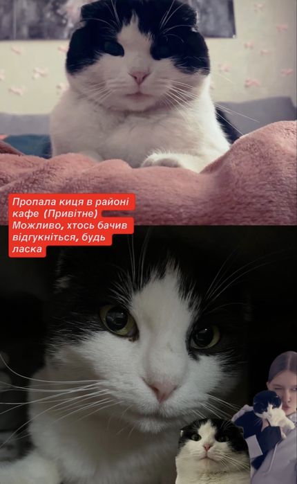 Зникла киця/кішка! Пропала киця у м.Андрушівка