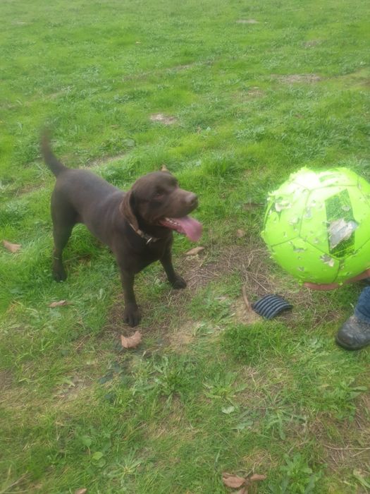 Dou femea labrador