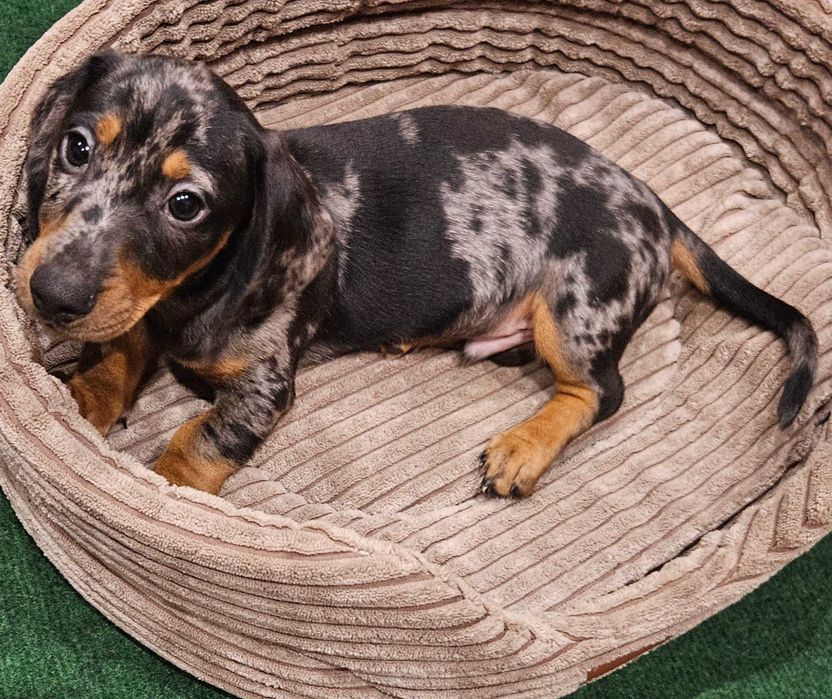 Jamnik miniaturowy krótkowłosy black merle