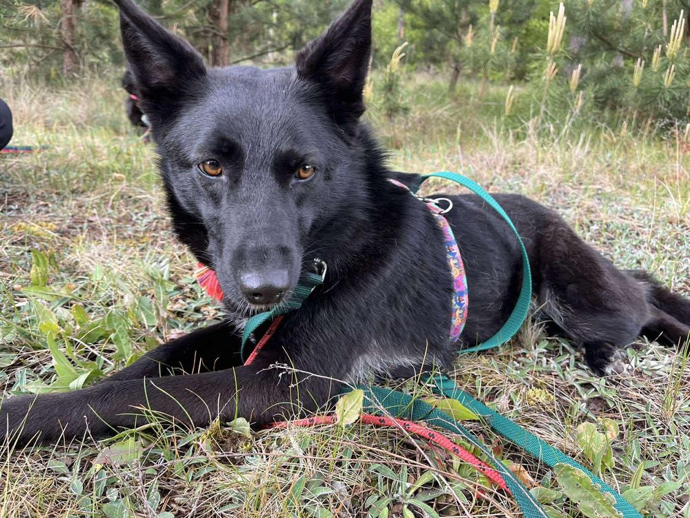 Delikatna Gloria szuka doświadczonego domu
