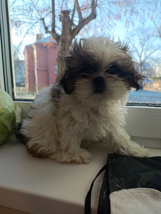 Sprzedam szczeniaka shih tzu, 2,5 miesiąca, po pierwszym szczepieniu.
