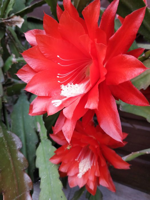 Epiphyllum Gerda. Li Hung Shan. Jennifer Ann. Sadzonki.