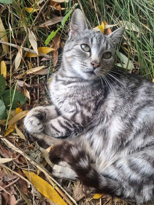 Киця"сірі" - в сім"ю.