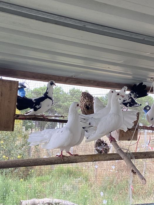Pombo de leque 20€ o casal