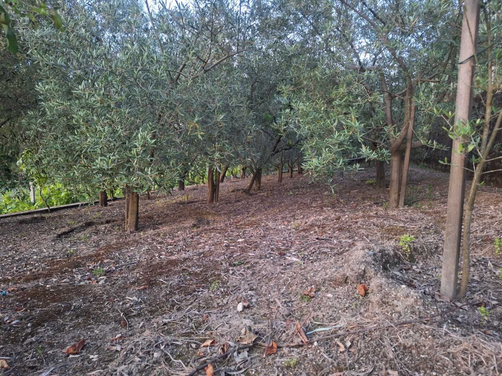 Terreno 1400 m² em Frende, com viabilidade de construção