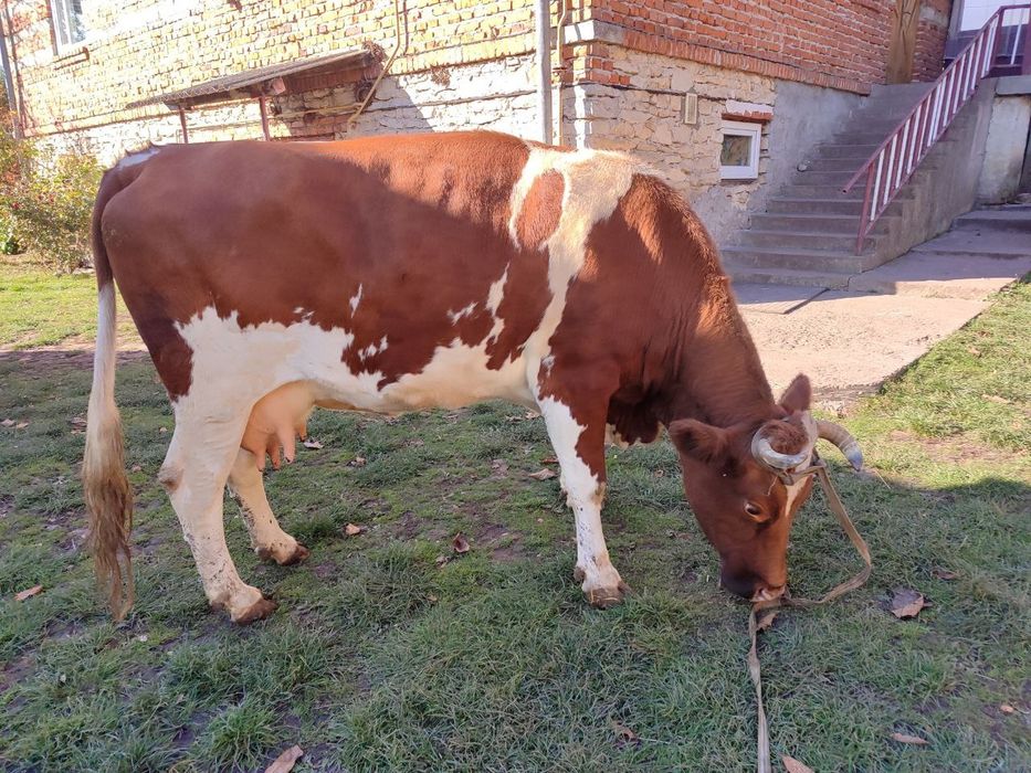 Продам добру корову