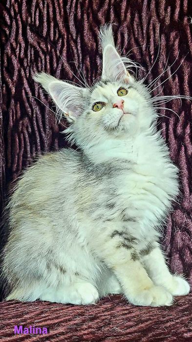 Шикарные котята из питомника