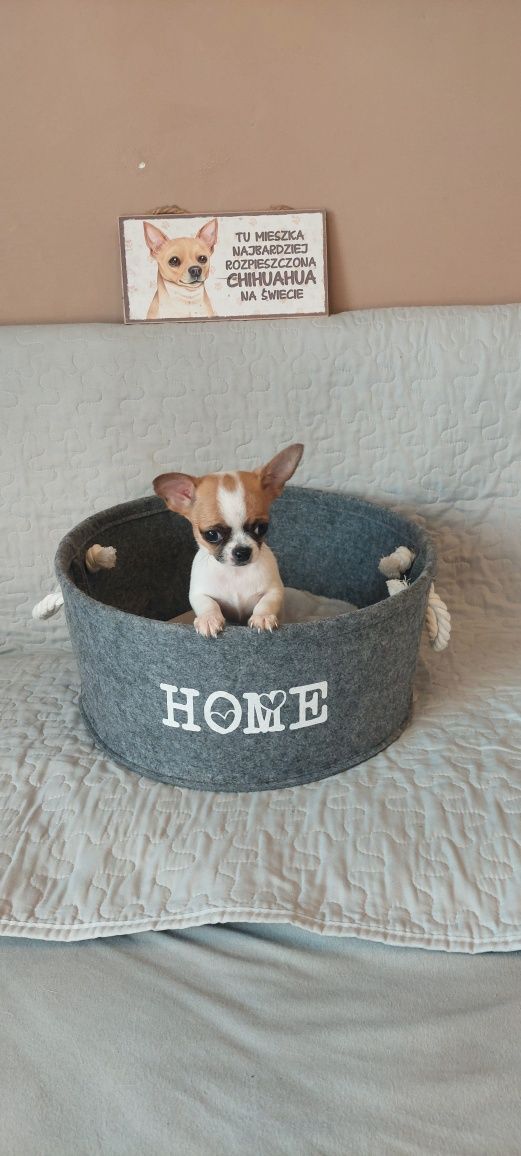 ZAREZERWOWANY !!! Mini maluszek Chihuahua