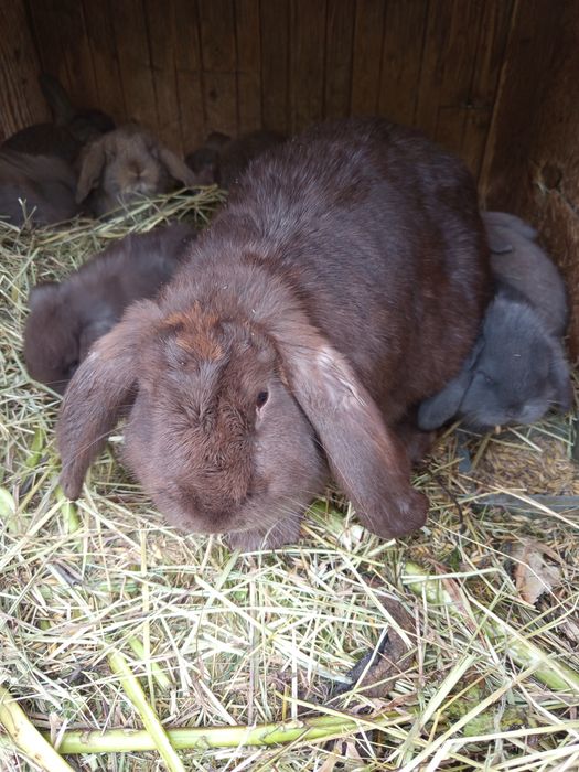 Królik baran francuski