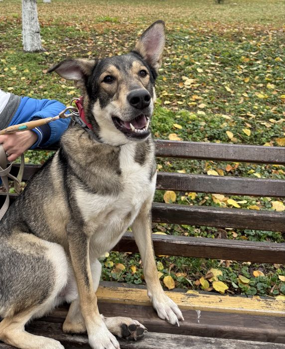 Собака з притулку рлзмір доберма