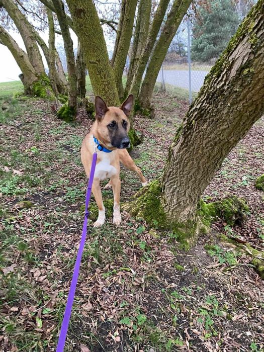 Jurand poleca się do adopcji!