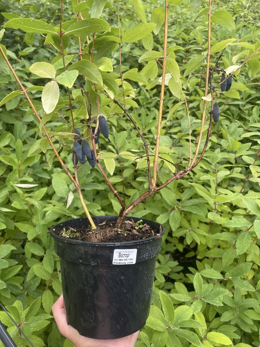 Жимолость саджанці 3 річні